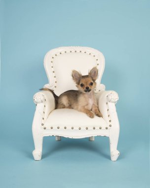 Mavi bir arka plan üzerinde beyaz bir koltuk uzanmış şirin chihuahua köpek yavrusu