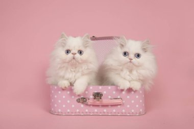 İki beyaz Farsça longhair yavru kedi bir pembe pembe bavula mavi gözlü
