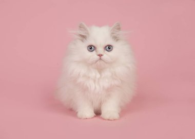 Kameraya bakarak pembe bir arka plan üzerinde oturan mavi gözlü beyaz Farsça longhair yavru kedi