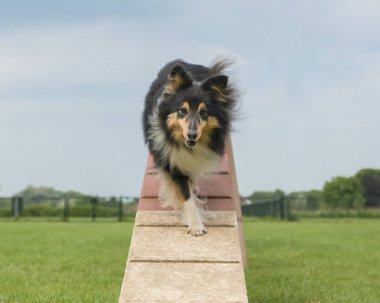 Shetland koyun düşük açılı olarak ön görülen bir çeviklik köpek yürüyüş yürüyüş 