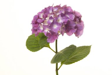 Beyaz bir arka plan üzerinde izole yumuşak mor HORTENSIA çiçek