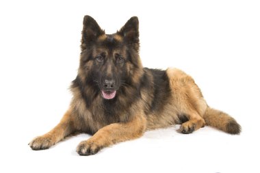 Kamerayı beyaz bir arka plan üzerinde izole taraftan görüldü bakarak yalan Alman çoban köpek