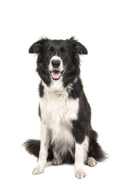 Beyaz bir arka plan üzerinde izole kamera bakarak kenar kömür ocağı köpek oturma