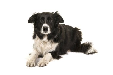 Beyaz bir arka plan üzerinde izole kamera bakarak yalan border collie köpek