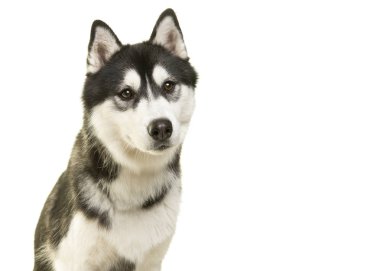 Beyaz bir arka plan üzerinde izole oldukça husky köpek portresi
