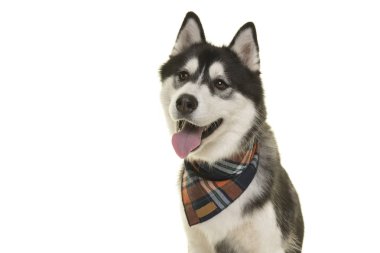 Uzakta olan ağız açık beyaz bir arka plan üzerinde izole arıyorum bir eşarp oldukça husky köpek portresi
