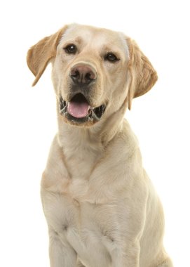 Dikey görüntü olarak ön görülen ağız açık kamerayla bakarak bir sarı labrador retriever köpek portresi