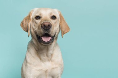 Turkuaz mavi bir arka plan üzerinde ön görülen ağız açık kamerayla bakarak bir sarı labrador retriever köpek portresi