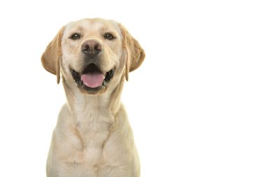Beyaz bir arka plan üzerinde izole büyük mutlu gülümseyerek kameraya bakarak bir sarı labrador retriever köpek portresi