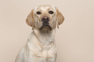 Kameraya bir krem arıyorum bir sarı labrador retriever köpek portre renkli arka plan