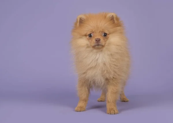 Niedliche Mini Spitz Welpe Hund Stehend Die Kamera Auf Einem — Stockfoto