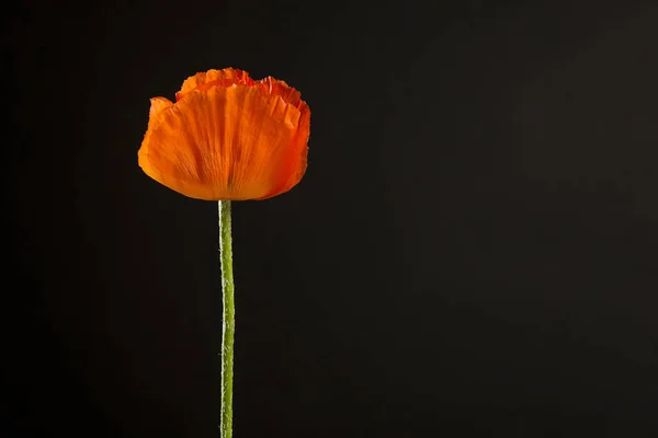 开花红色罂粟在黑色背景与空间复制 — 图库照片