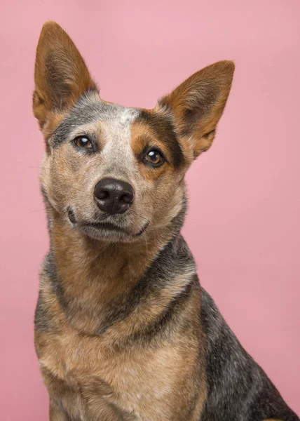 Retrato Cão Gado Australiano Bonito Sorrindo Para Câmera Fundo Rosa — Fotografia de Stock