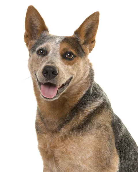 Retrato Cão Gado Australiano Bonito Olhando Para Câmera Com Boca — Fotografia de Stock