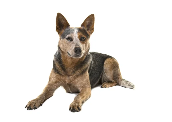 Australian Cattle Dog Lying Looking Camera Isolated White Background — Stock Photo, Image