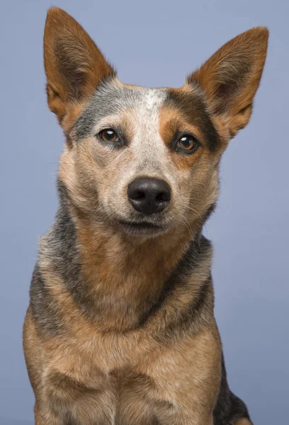 Portret Australian Cattle Dog Pies Niebieskim Tle Obraz Pionowy — Zdjęcie stockowe