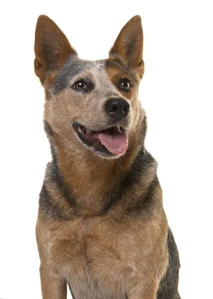 Portrait Cute Australian Cattle Dog Looking Mouth Open White Background — Stock Photo, Image