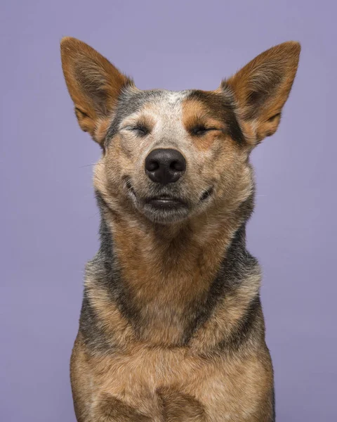 Retrato Engraçado Cão Gado Australiano Fundo Roxo Olhando Conteúdo Sorrindo — Fotografia de Stock