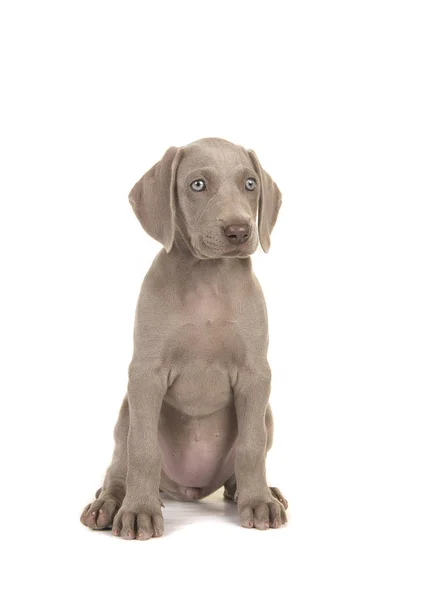 Bonito Cachorro Weimaraner Com Olhos Azuis Sentado Olhando Para Direita — Fotografia de Stock
