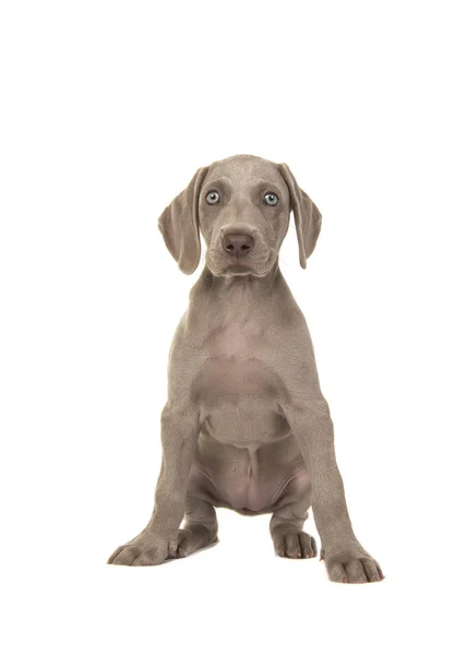 Bonito Cachorro Weimaraner Com Olhos Azuis Sentado Olhando Para Câmera — Fotografia de Stock