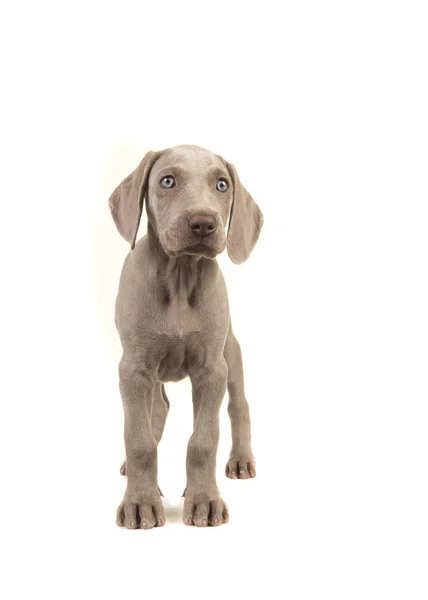 Cute Weimaraner Puppy Blue Eyes Standing Glancing Right Isolated White — Stock Photo, Image