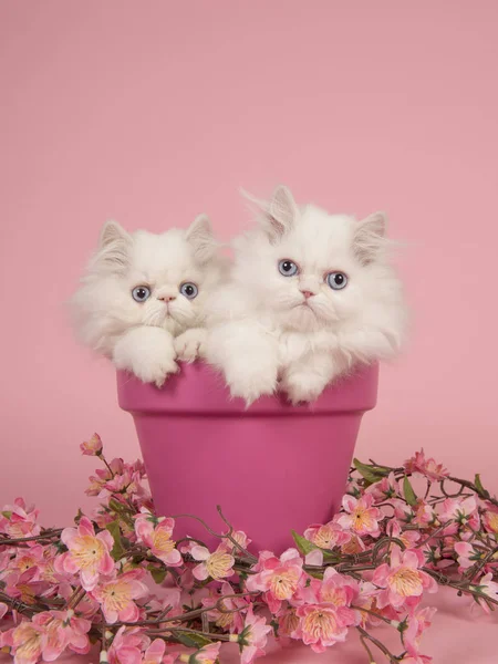 Dvě Bílá Perská Dlouhosrstá Koťata Modrýma Očima Růžové Květináč Růžovém — Stock fotografie
