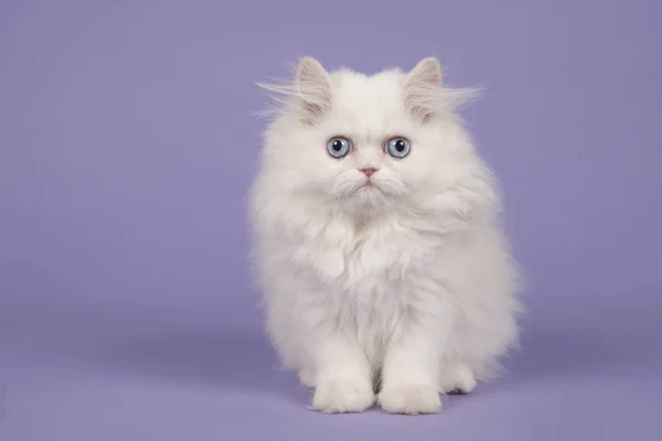 Biały Perski Kociak Długowłose Niebieskimi Oczami Siedząc Fioletowym Tle — Zdjęcie stockowe