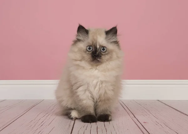 Seal Point Persian Longhair Kitten Sitting Studio Living Room Pink — Stock Photo, Image