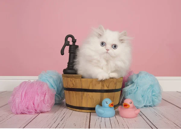 분홍색 배경에 스튜디오 욕실에서 욕조에 페르시아어 상아탑에 고양이 — 스톡 사진