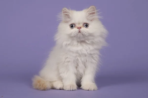 Persian Longhair Kitten Blue Eyes Sitting Purple Background Seen Side — Stock Photo, Image