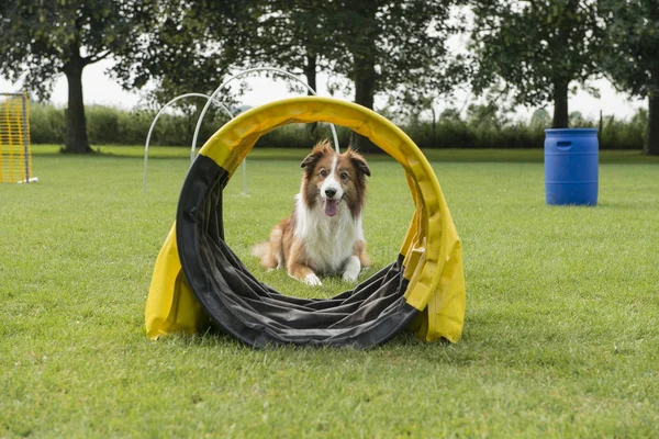 Пограничная Колли Смешанная Собака Лежит Траве Собачьего Спортивного Поля Обручами — стоковое фото