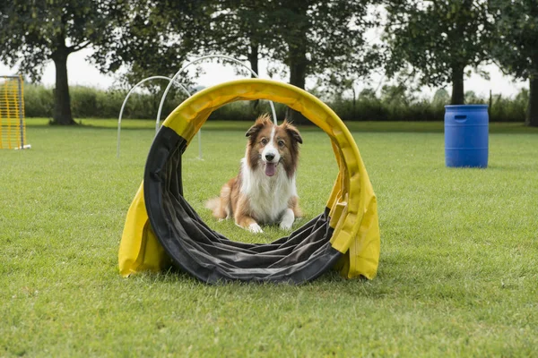 边境牧羊犬混合狗躺在草地上的狗体育课程与 Hoopers 和其他设备通过隧道看到 — 图库照片