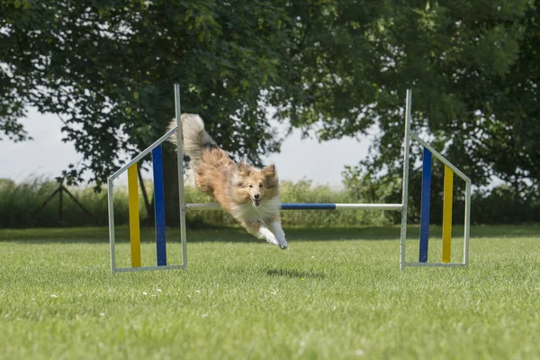 Sheltie Kochat Juming Agility Překážka Venku Při Pohledu Fotoaparát — Stock fotografie