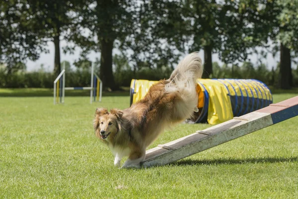 Shetland Schäferhund Springt Einem Sonnigen Tag Bei Einem Agility Hundeausflug — Stockfoto