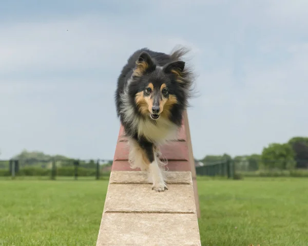 Owczarek Szetlandzki Chodzenie Spacerze Pies Zwinność Widziane Przodu Niski Kąt — Zdjęcie stockowe