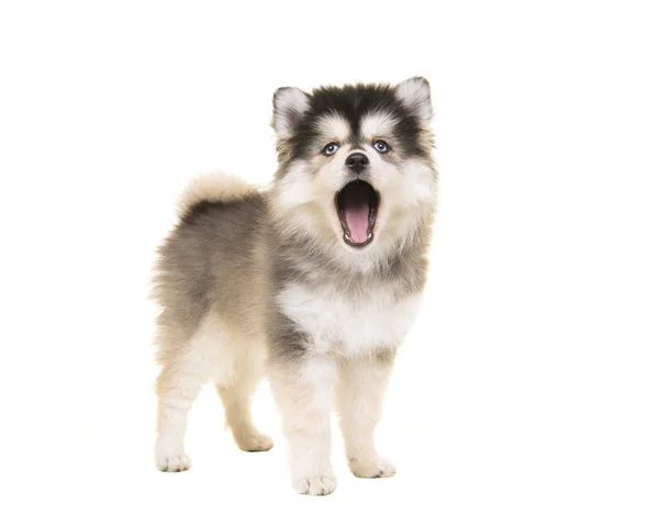 Konuşma veya beyaz bir arka plan üzerinde izole mavi gözlü şarkı olarak açık ağız ile şirin ayakta mini husky pomsky köpek yavrusu
