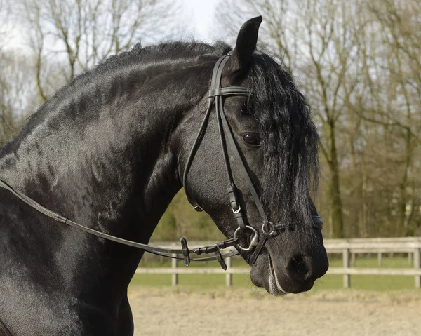 Portrait of a pretty black frisian horse wearing a bridle