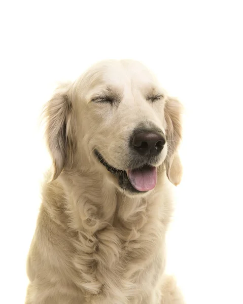 目を閉じて白い背景の上のゴールデン リトリーバー犬の肖像画 — ストック写真