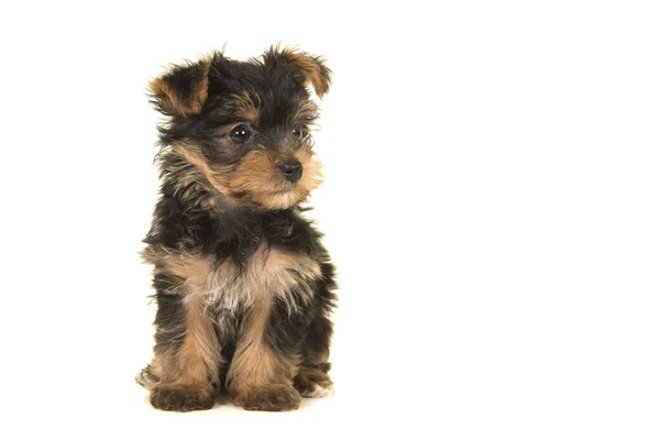 Söt Sittande Yorkshire Terrier Yorkie Valp Tittar Sidan Vit Bakgrund — Stockfoto