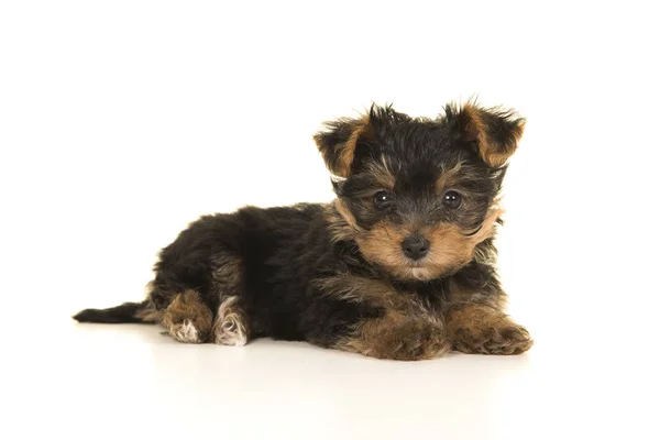 Söt Yorkshire Terrier Yorkie Valp Liggande Sett Från Sidan Tittar — Stockfoto