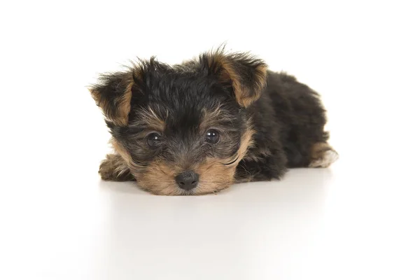 Ładny Yorkshire Terrier Yorkie Szczeniak Leżąc Głową Podłodze Patrząc Kamery — Zdjęcie stockowe