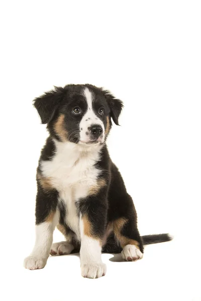 Cute Black Australian Shepherd Puppy Looking Away Isolated White Background — Stock Photo, Image