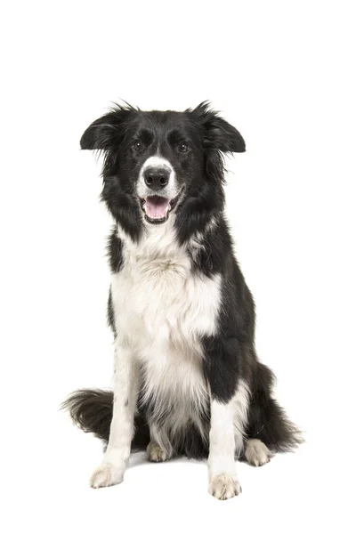 Fronteira Collie Cão Sentado Olhando Para Câmera Isolada Fundo Branco — Fotografia de Stock
