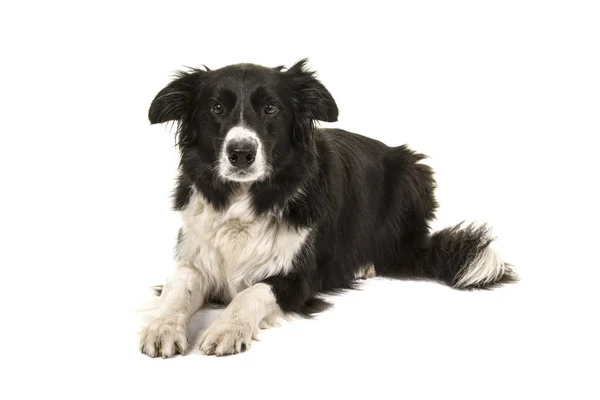 Border Collie Dog Lying Looking Camera Isolated White Background — Stock Photo, Image