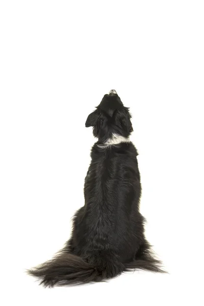 Fronteira Collie Cão Olhando Para Cima Visto Partir Lado Trás — Fotografia de Stock