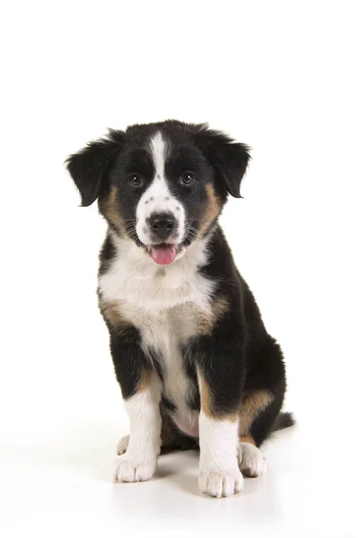 Cute Black Australian Shepherd Puppy Looking Camera Isolated White Background — Stock Photo, Image