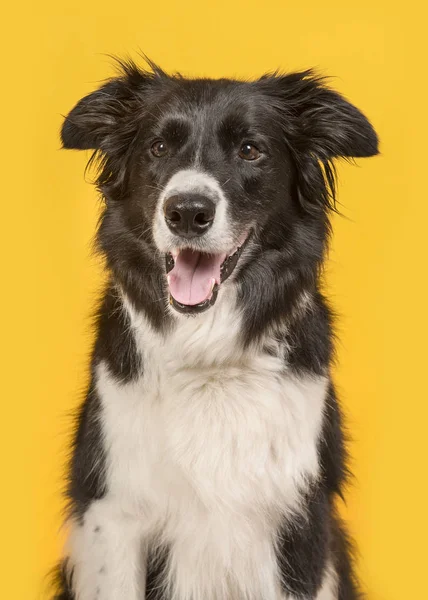 在垂直图像的黄色背景的边境牧羊犬狗肖像 — 图库照片