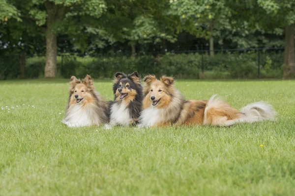 Three Shetland Sheepdogs Lying Grass Field — Stock Photo, Image