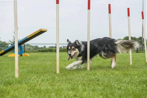 Hranice Collie Míchat Tkaní Prostřednictvím Hbitost Tkát Poláci — Stock fotografie