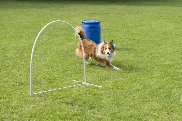 Border Kolie Smíšené Pes Běží Poli Sportovní Agility Hooper — Stock fotografie